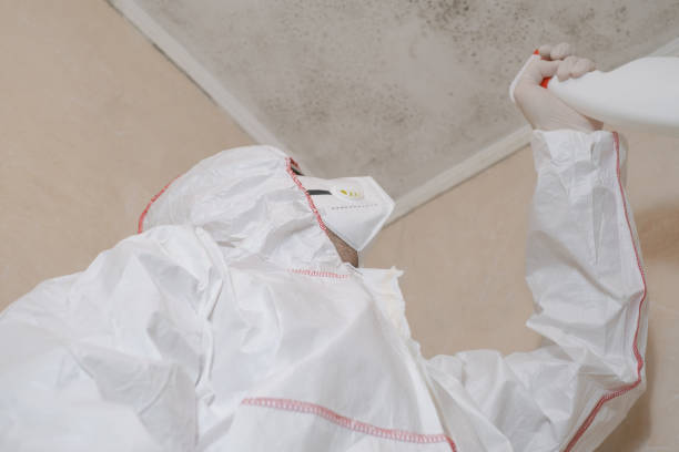 Best Affordable Mold Removal  in USA